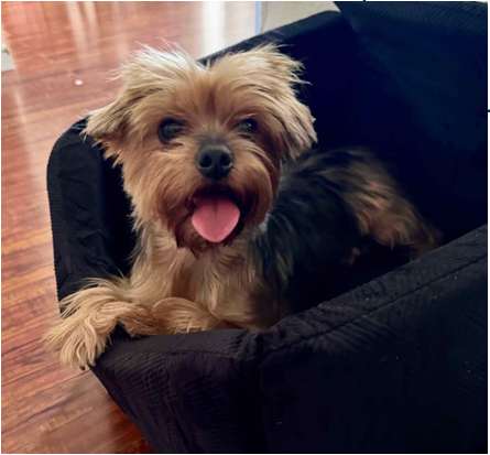 Marcy and Alan’s dog