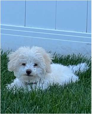 Teddy the maltipoo